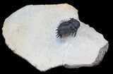 Absolutely Insane Acanthopyge (Lobopyge) Trilobite - #43692-8